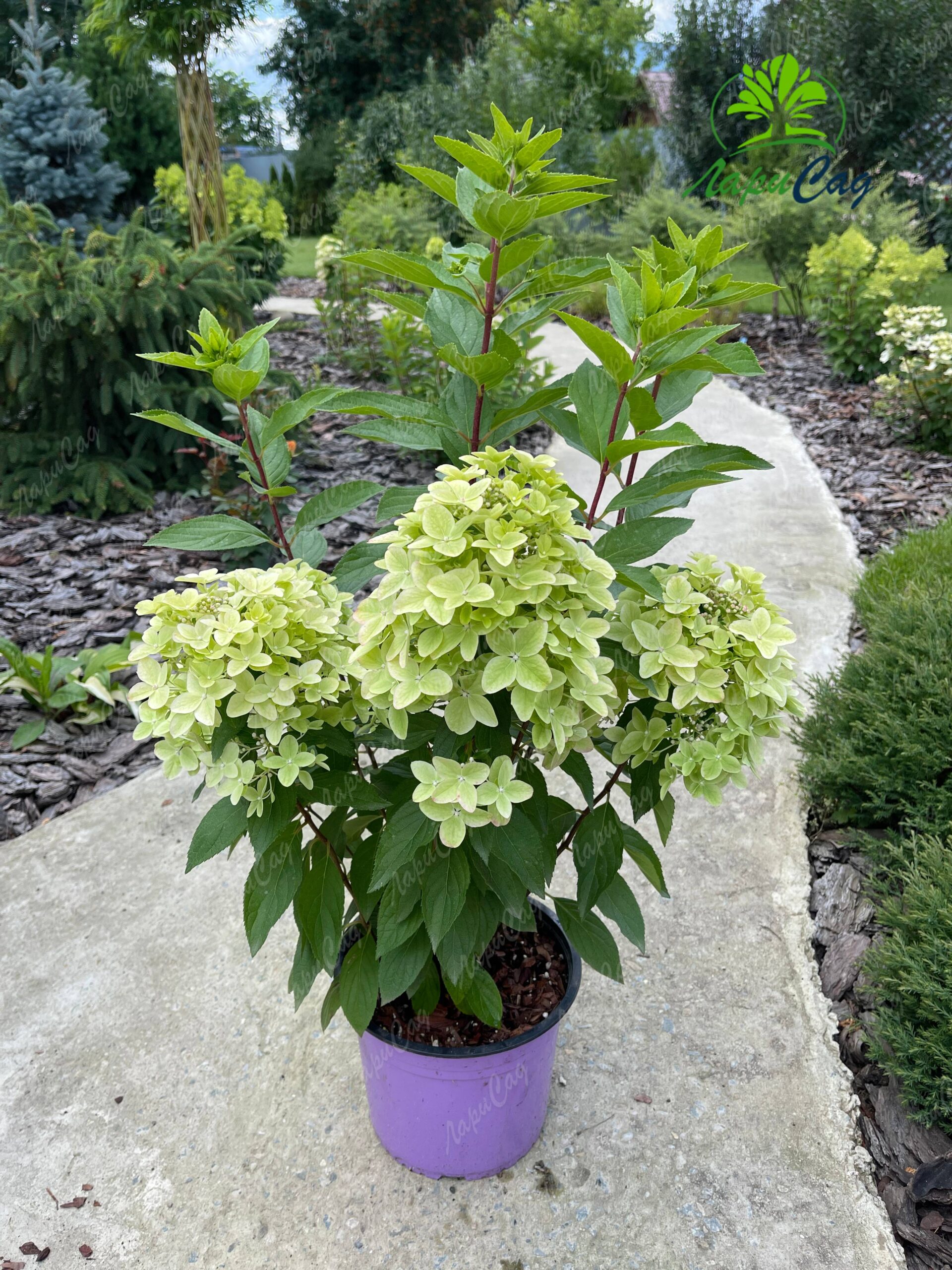 Гортензия метельчатая Металлика (Hydrangea paniculata Metallica) — изображение 3